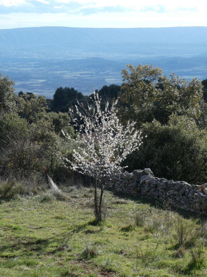 Le Jas Des Aiguiers Hotel Saint-Saturnin-d'Apt Exterior foto